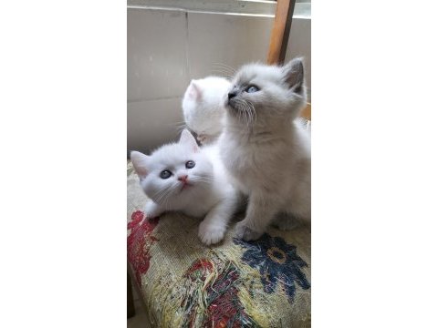British shorthair ücretli