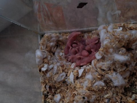 2 günlük suriye hamster yavruları