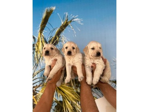 Baby face golden retriever yavruları