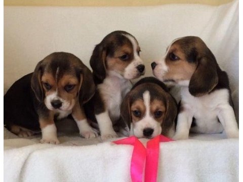Topaç gibi beagle yavrular
