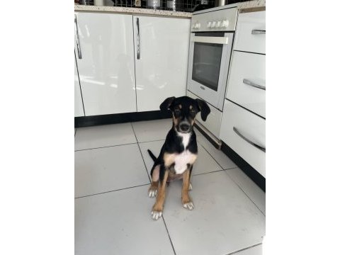 Rus finosu ve rottweiler kırması yavru