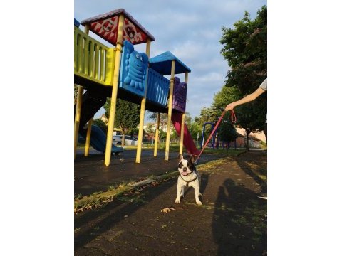 Oğlumuza eşleştirmeye güzel köpek lazım