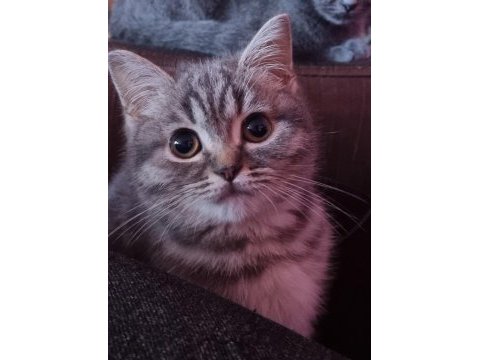 Bir dişi ve bir erkek british shorthair yavrum