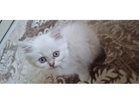 Orijinal british longhair anne babadan maviş yavru