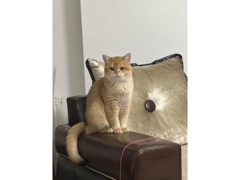 British shorthair ny12
