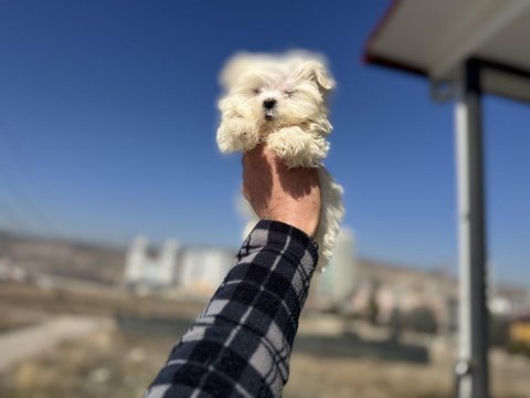 Petmode köpek çiftliğinden kore kan maltese