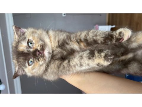 Scottish fold kırık kulak