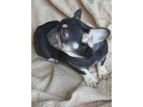 Show kalitede lilacandtan chocotan french bulldog yavruları