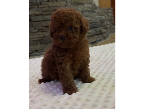 Toy poodle safkan