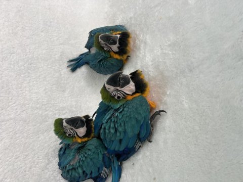 Bebek macawlar