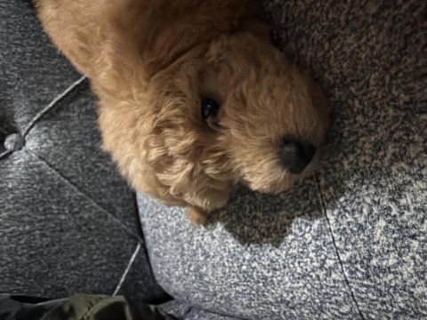 Toy poodle 4 aylık