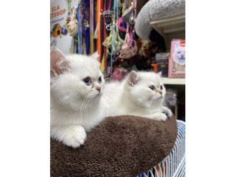 Çok özel british shorthair yavrularımız 
