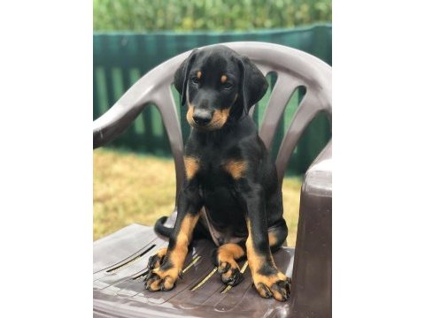 İsteğe özel estetik dobermanlar