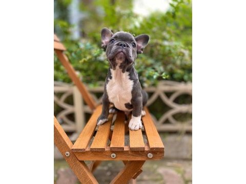 Blue erkek french bulldog yavru