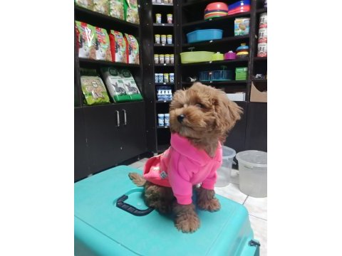 Erkek maltipoo