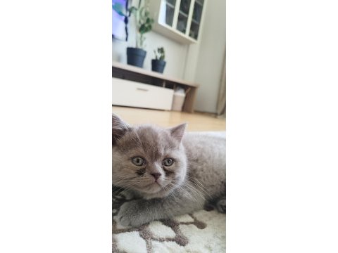 British shorthair erkek kedimiz