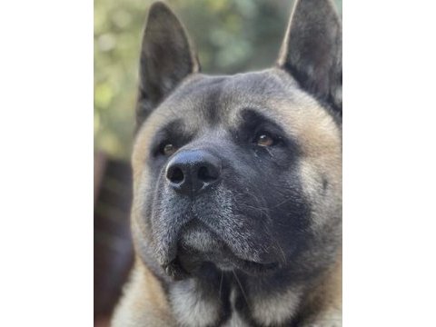American akita