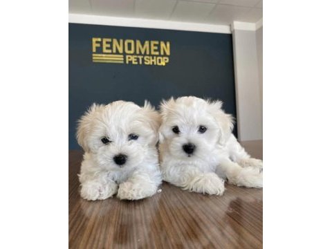 Türkiye’nin en güzel maltipoo yavruları ankara mağaza 