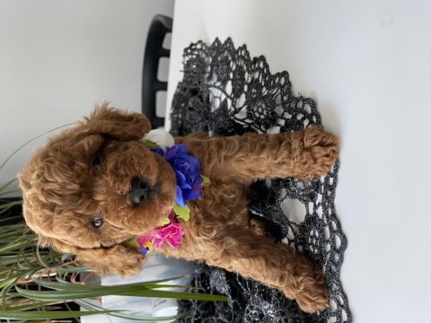 Red toy poodle yavrular