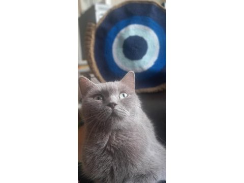 British shorthair dişi