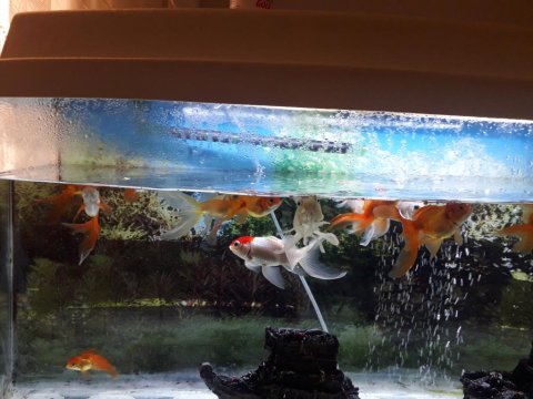 Oranda japon balığı