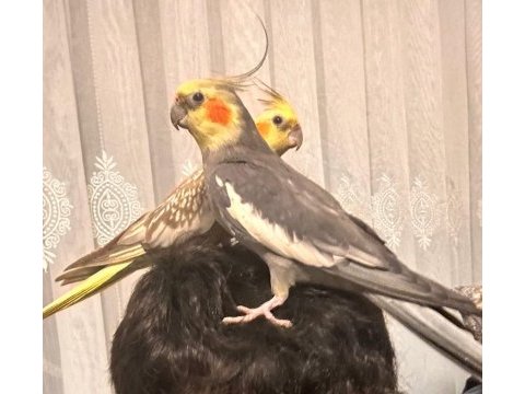 Çift sultan papağanı konuşkan ele alışık