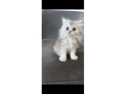 Minnoş kedilerim