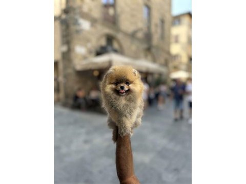 Mersin pomeranian boo yavruları