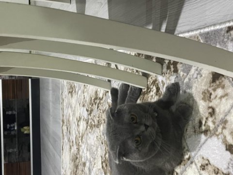 Scottish fold erkek kedimiz