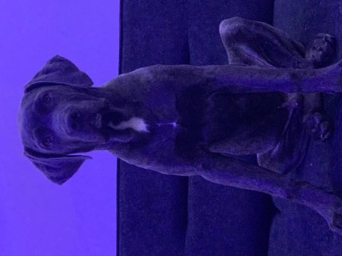 5 aylık aşıları tam cane corso kimlik var