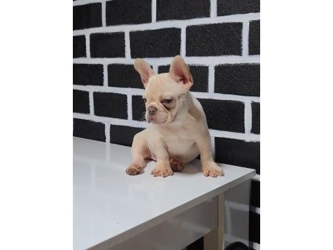 Egzotik renk french bulldog bebeklerimiz
