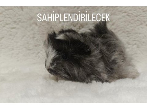 Sütten kesilmiş ginepig bebekler