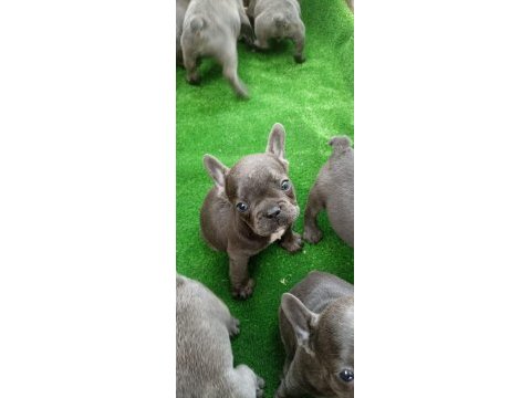 Blue üst kalite french bulldog bebekler