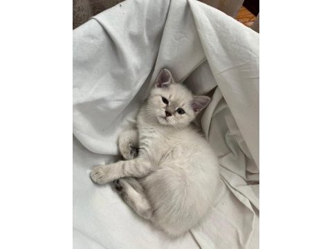 2aylık pamuğum (dişi) oyuncu yavru kedi