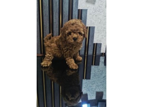 Küçük boy toy poodle değerlendirmeden geçmeyin