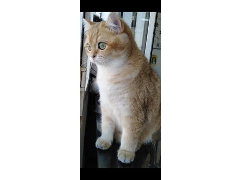 3 yaşında british shorthair şecereli dünya güzeli dişi
