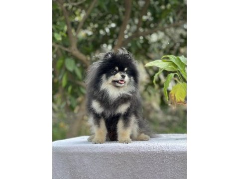Black tan pomeranian boo erkek