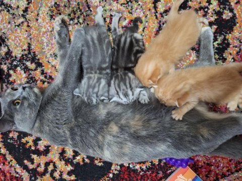 British shorthair yavrular