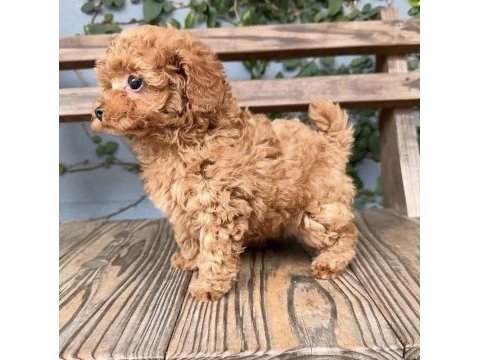 Toy poodle köpekler