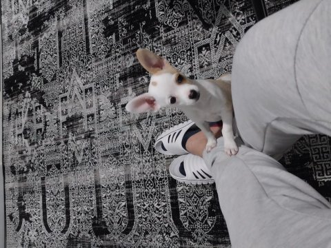 4 aylık güzel chihuahua prensesimiz yeni sahibini arıyor