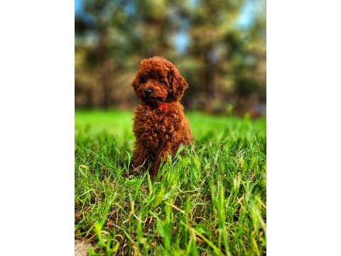 Toy poodle için doğru adres mi arıyorsunuz?