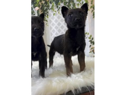 Dünyanın en tatlı bakışlarına sahip malinois burada