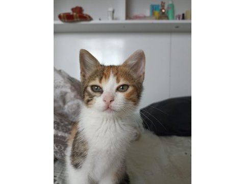 Calico şans kedisi