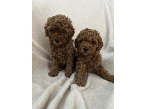 Aşılı wc eğitimli toy poodle yavrular