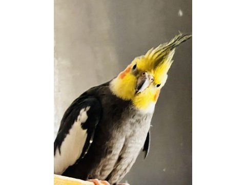 İki çift sultan papağanı 1,5 yaşında