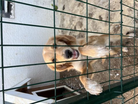 Köpeğimiz barbiyi sahiplendiriyoruz