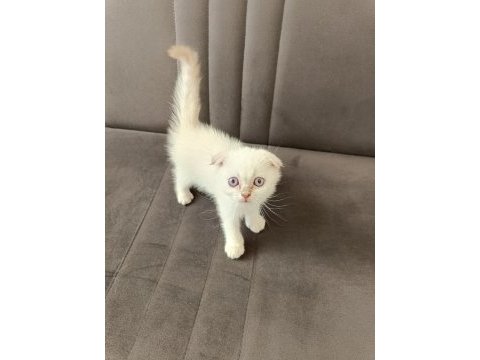 Scottish fold erkek