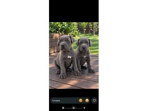 Kaliteli cane corso yavrular
