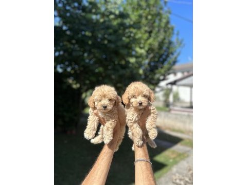 Orjinal maltipoo yavrularım