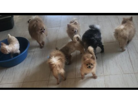 Damızlık pomeranıan boo